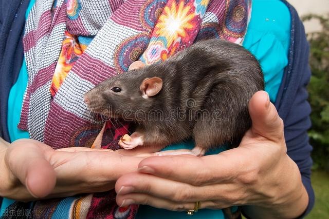 老母猪上树歇后语下一句怎么说，老母猪上树歇后语下一句搞笑