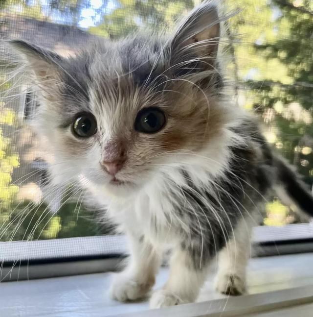 顽皮的小猫咪，顽皮的小猫咪舞蹈考级视频一级