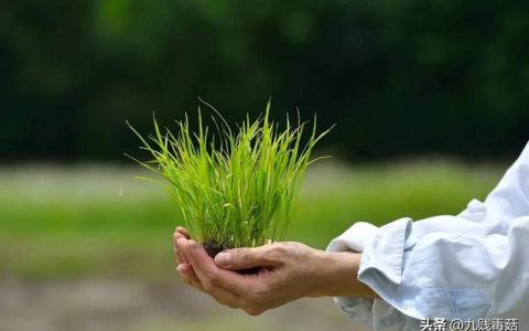 植物作文350字左右，植物作文350字左右四年级！