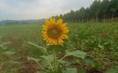 农作物抗旱措施，农作物抗旱措施有哪一些