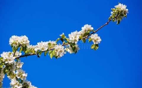 牡丹花作文300字三年级，牡丹花作文300字三年级下册