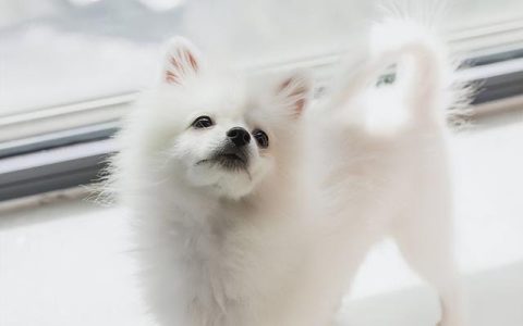 小猫的故事睡前故事，小狗的故事睡前故事2岁！