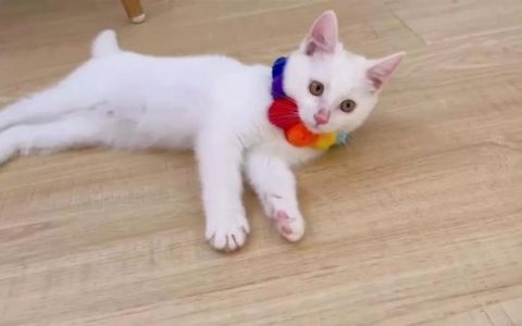 顽皮的小猫咪歌曲，顽皮的小猫咪舞蹈