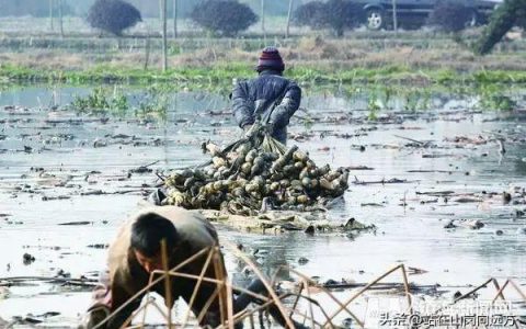 我的农民兄弟_电视剧演员表，我的农民兄弟_电视剧免费观看