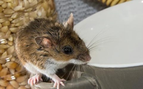 老母猪上树歇后语下一句怎么说，老母猪上树歇后语下一句搞笑