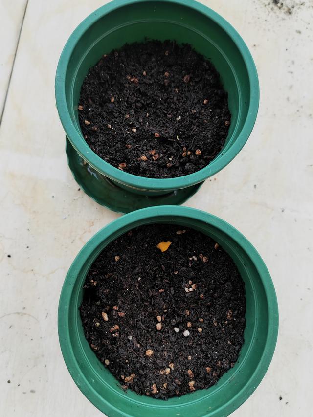 三年级观察日记300字植物多肉,观察日记300字植物多肉5篇!