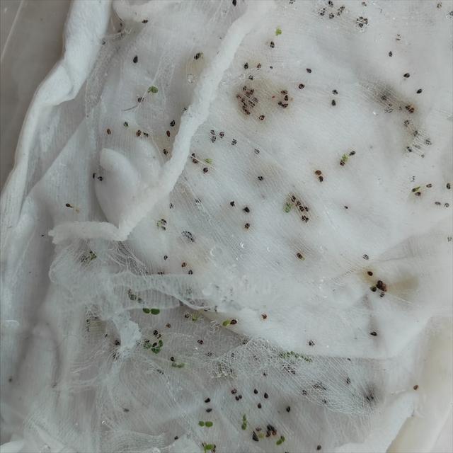 三年级观察日记300字植物多肉,观察日记300字植物多肉5篇!
