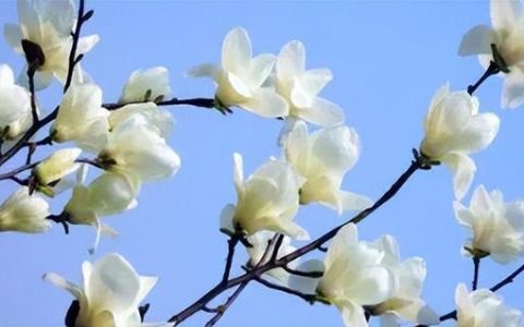 玉兰花诗句经典名句，玉兰花诗句经典名句大全！