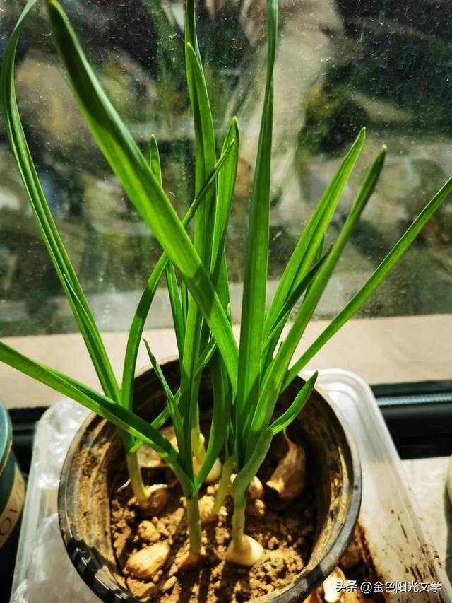 观察作文四年级上册，植物观察作文四年级上册！