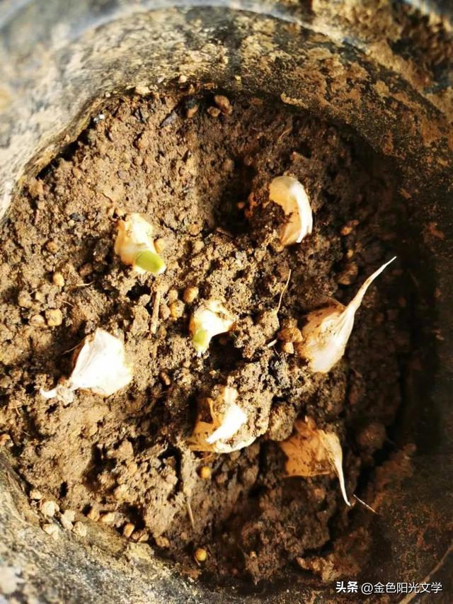 观察作文四年级上册，植物观察作文四年级上册！