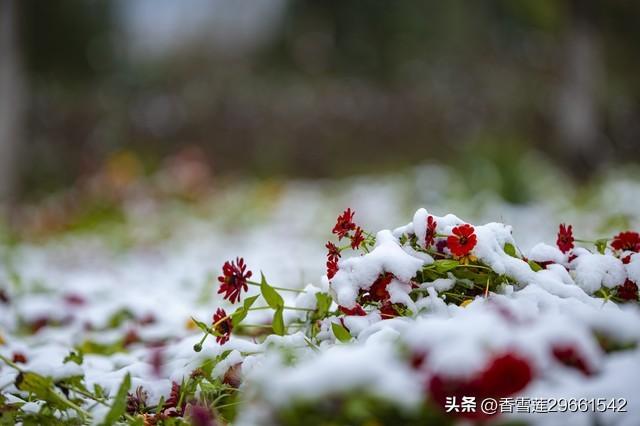 感恩节诗歌简短一句，关于感恩节的诗歌简短！