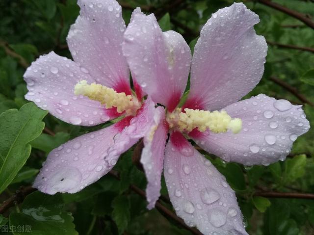 血雨母子情，血雨母子情电视剧全集在线观看！