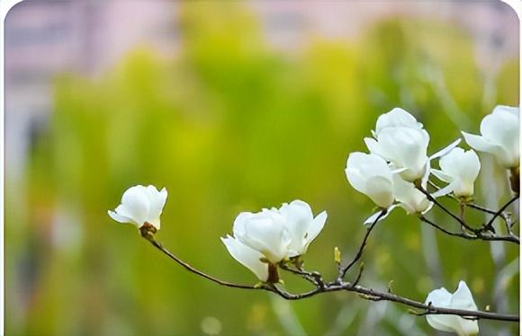 玉兰花诗句经典名句，玉兰花诗句经典名句大全！