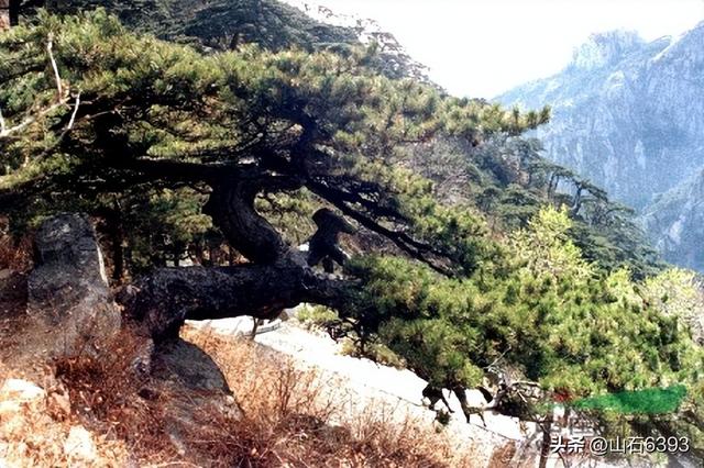 关于泰山的成语，徐霞客关于泰山的诗句！