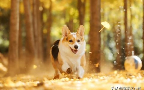 一只狗狗与我的故事