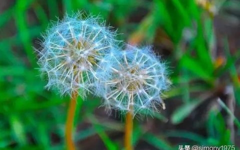 美妙的大自然作文600字，美妙的大自然作文600字初中
