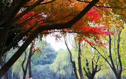 学期总结高中800字，学期总结高中800字作文