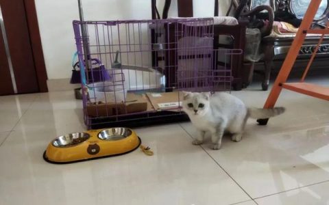 我是一只猫快乐的星猫歌曲，我是一只猫快乐的星猫简谱