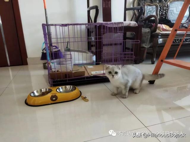 我是一只猫快乐的星猫歌曲，我是一只猫快乐的星猫简谱