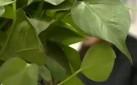 自在飞花轻似梦无边丝雨细如愁全诗，自在飞花轻似梦无边丝雨细如愁出自哪位词人的词作
