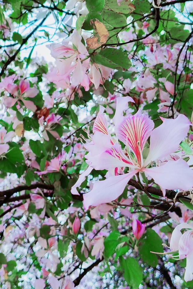 郑雨｜春日偶成