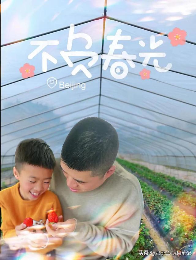 摘草莓的作文400字有描写，摘草莓的作文400字小学四年级