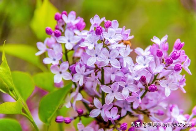 芫花的功效与作用及禁忌，芫花的功效与作用及禁忌治拉肚子吗