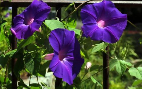 牵牛花作文，牵牛花的特点？